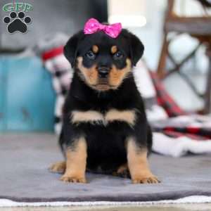 Avery, Rottweiler Puppy